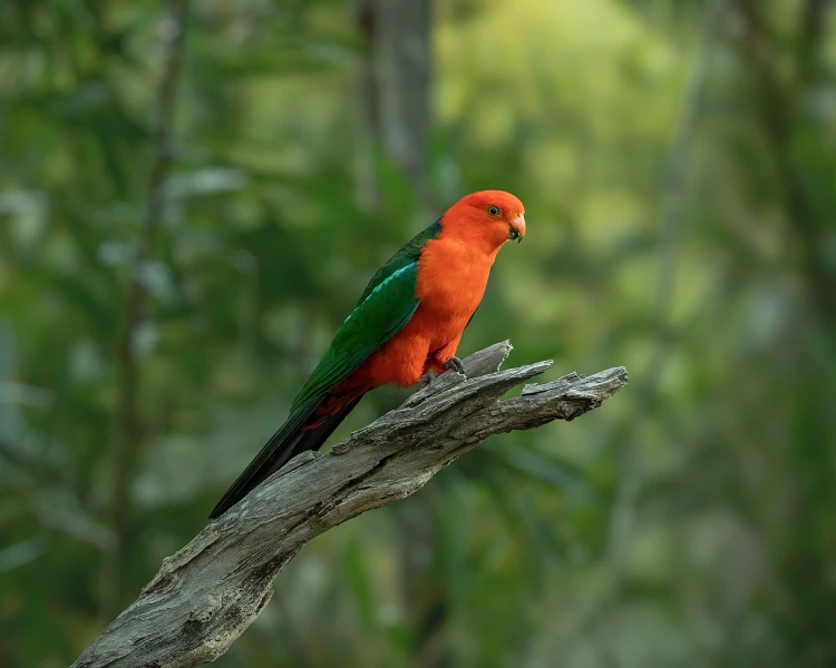 Kolory i umaszczenie australijskiej papugi królewskiej