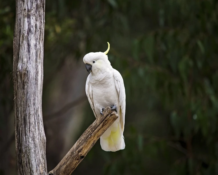 11. Snowball the Cockatoo jest zdolny do indukcji bicia