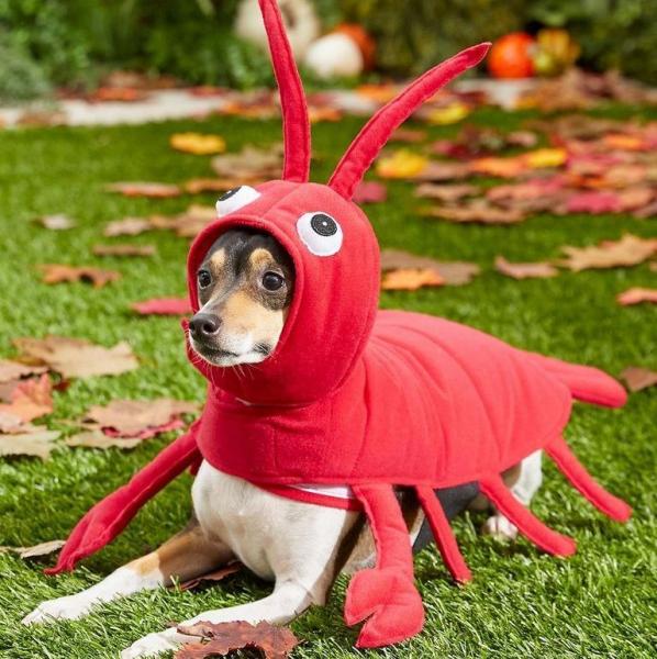 10 najlepszych kostiumów dla psów