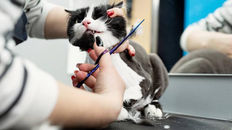 Czy ubezpieczenie zwierząt obejmuje pielęgnację kota?
