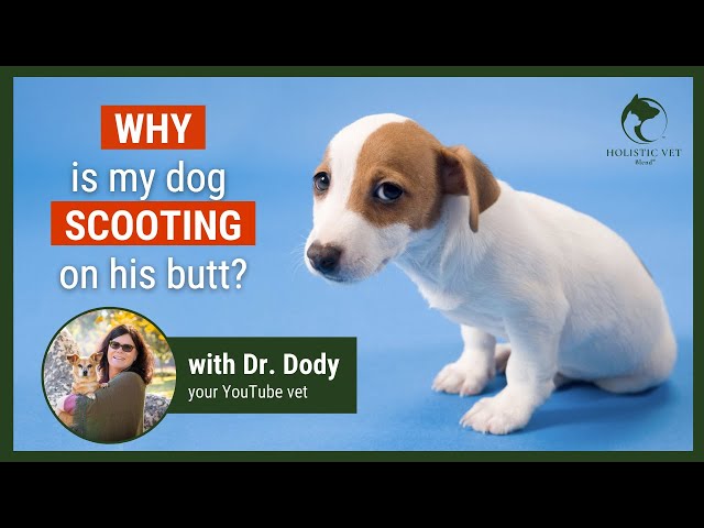 Dlaczego psy wypinają tyłki? Nasz weterynarz wyjaśnia