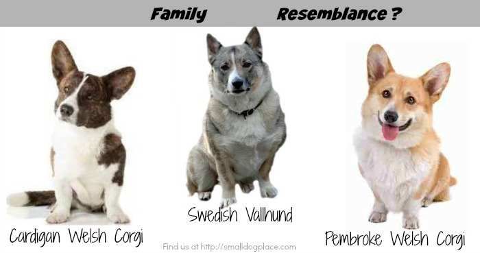 Szwedzki Vallhund vs Corgi: Główne różnice (ze zdjęciami)