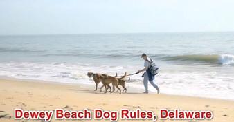 Wskazówki dotyczące bezpiecznego i zabawnego dnia na plaży z psem