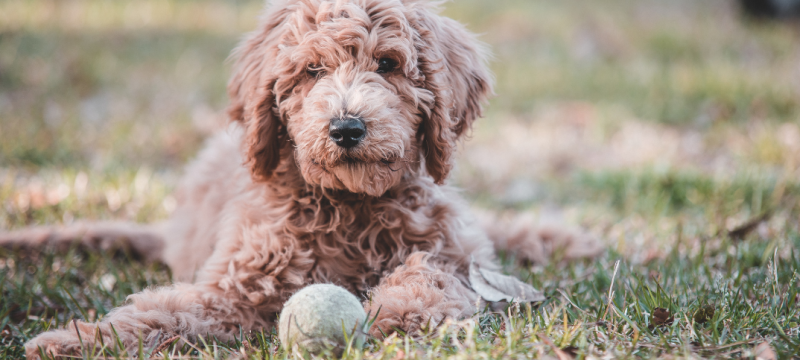 15 Plusów i minusów Goldendoodle: Co warto wiedzieć przed zakupem psa?