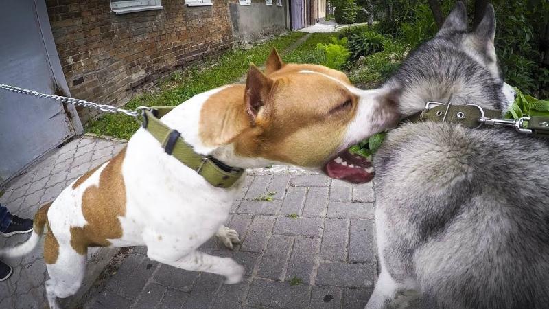 Pitbull vs. Husky: Znaczące różnice (ze zdjęciami)