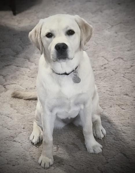 9. Farmhouse Labradors