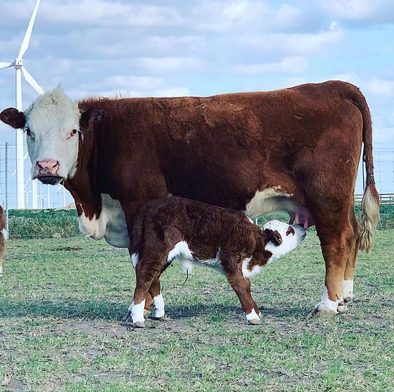 Quick Facts About Miniature Herefords