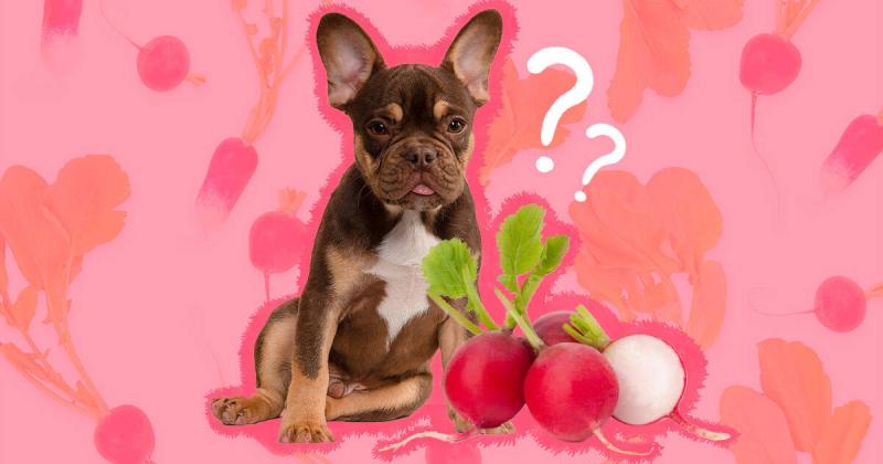Czy psy mogą jeść daikon? Fakty zatwierdzone przez weterynarza & FAQ