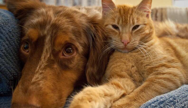 Kiedy mój labradoodle się uspokoi? Fakty i najczęściej zadawane pytania