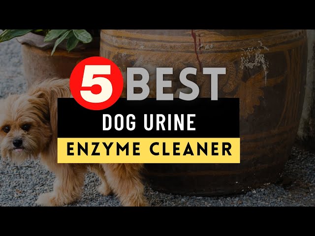 11 najlepszych enzymatycznych środków czyszczących do zapachów i plam z psiego moczu