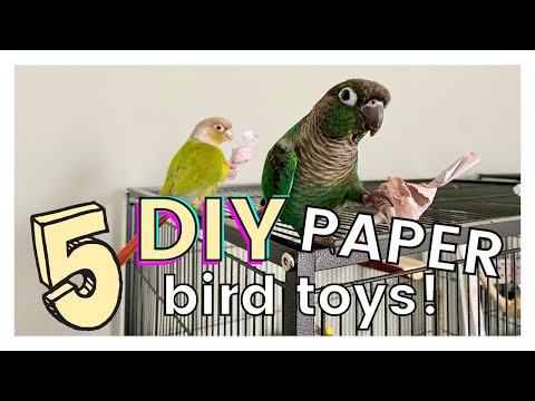 9 zabawek DIY dla kakadu, które możesz zrobić już dziś