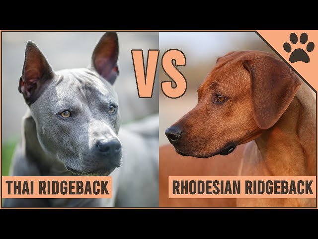 Rhodesian Ridgeback Przegląd