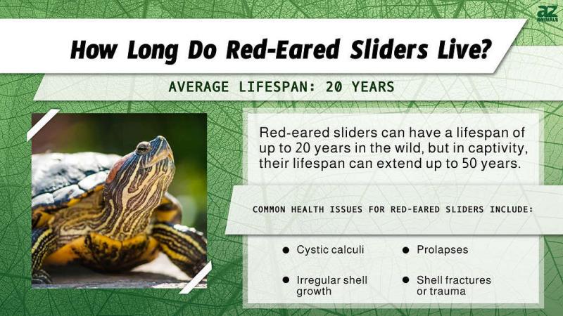 Dlaczego niektóre suwaki czerwonolice żyją dłużej niż inne?