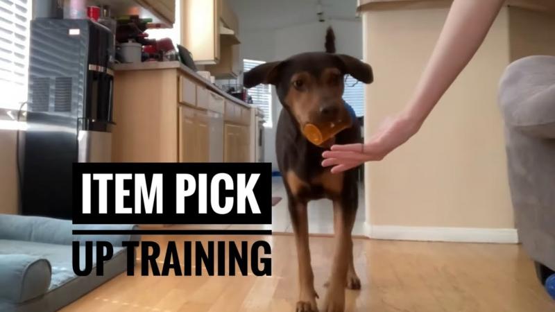 Jak nauczyć psa odkładania zabawek: 9 porad i wskazówek