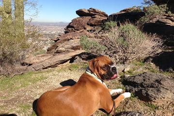 8 przyjaznych psom szlaków turystycznych w Arizonie (przewodnik 2024)
