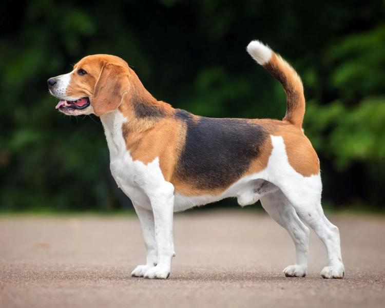 Do czego hodowano psy rasy beagle? Historia beagle'a