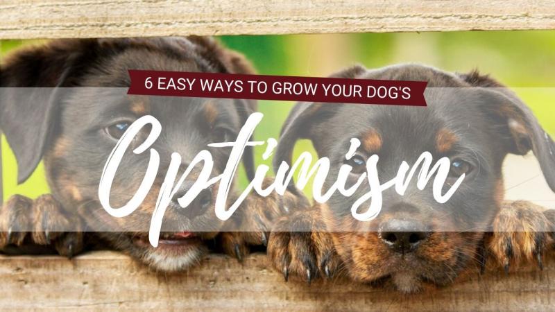 7 najlepszych zabaw budujących pewność siebie dla psów