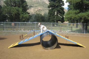 10 wspaniałych parków dla psów w Flagstaff,