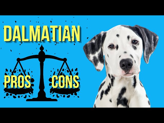 10 zalet i wad dalmatyńczyków, które warto poznać przed zakupem psa