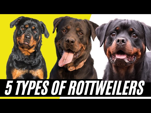 3 Rodzaje psów rasy rottweiler: Przegląd (ze zdjęciami)