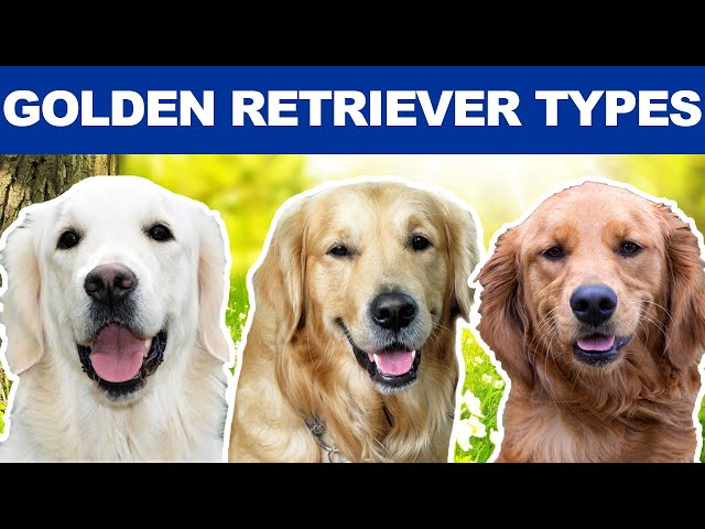 Field Golden Retriever vs Show Golden Retriever: Główne różnice (ze zdjęciami)