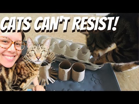 13 tekturowych zabawek dla kota DIY, które Twój kot pokocha (ze zdjęciami)