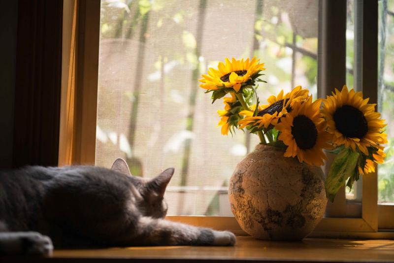 Czy koty mogą jeść słoneczniki?