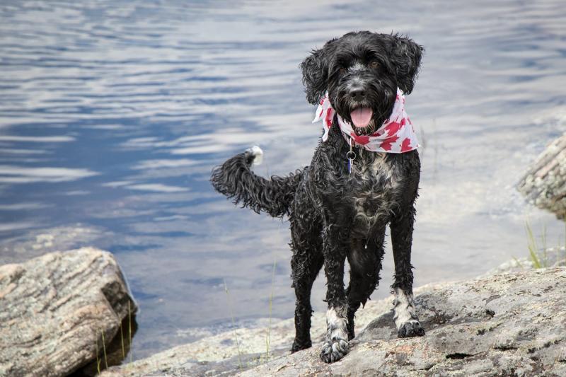 Portugalski pies wodny - mieszanka pudla: Pielęgnacja, zdjęcia, informacje i więcej