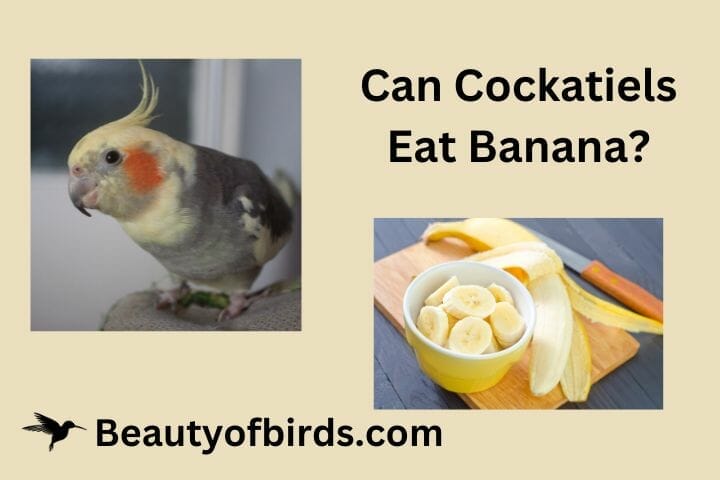 Karmienie ptaków bananami