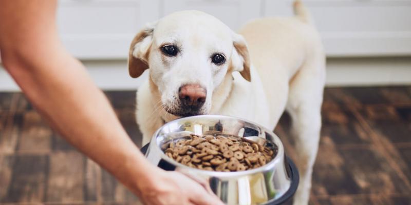7 najlepszych karm dla psów na infekcje ucha w 2024 roku - recenzje i najlepsze propozycje