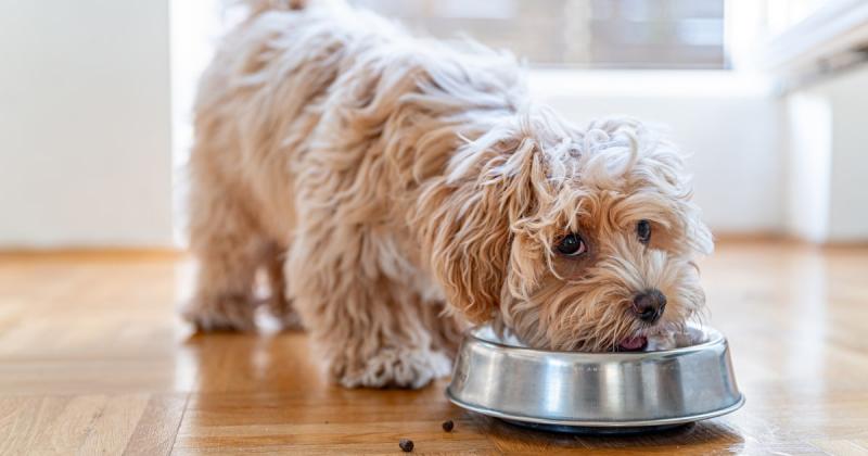 10 najlepszych wysokobiałkowych karm dla psów