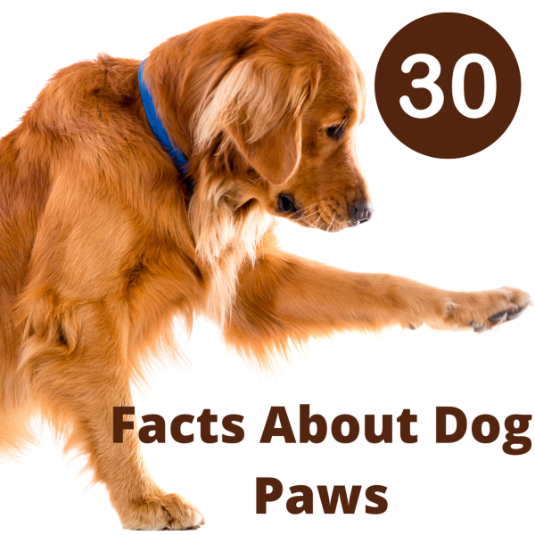 10. Tłuszcz z łap pomaga zapobiegać zamarzaniu psich łap