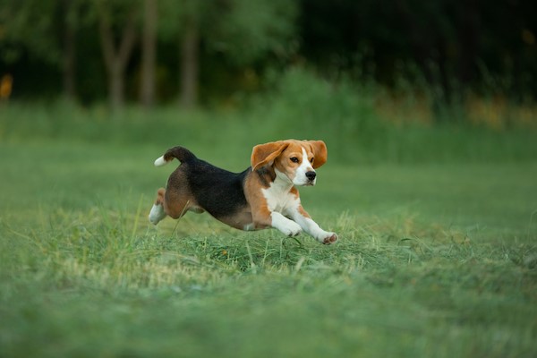 Kiedy beagle przestaje rosnąć?