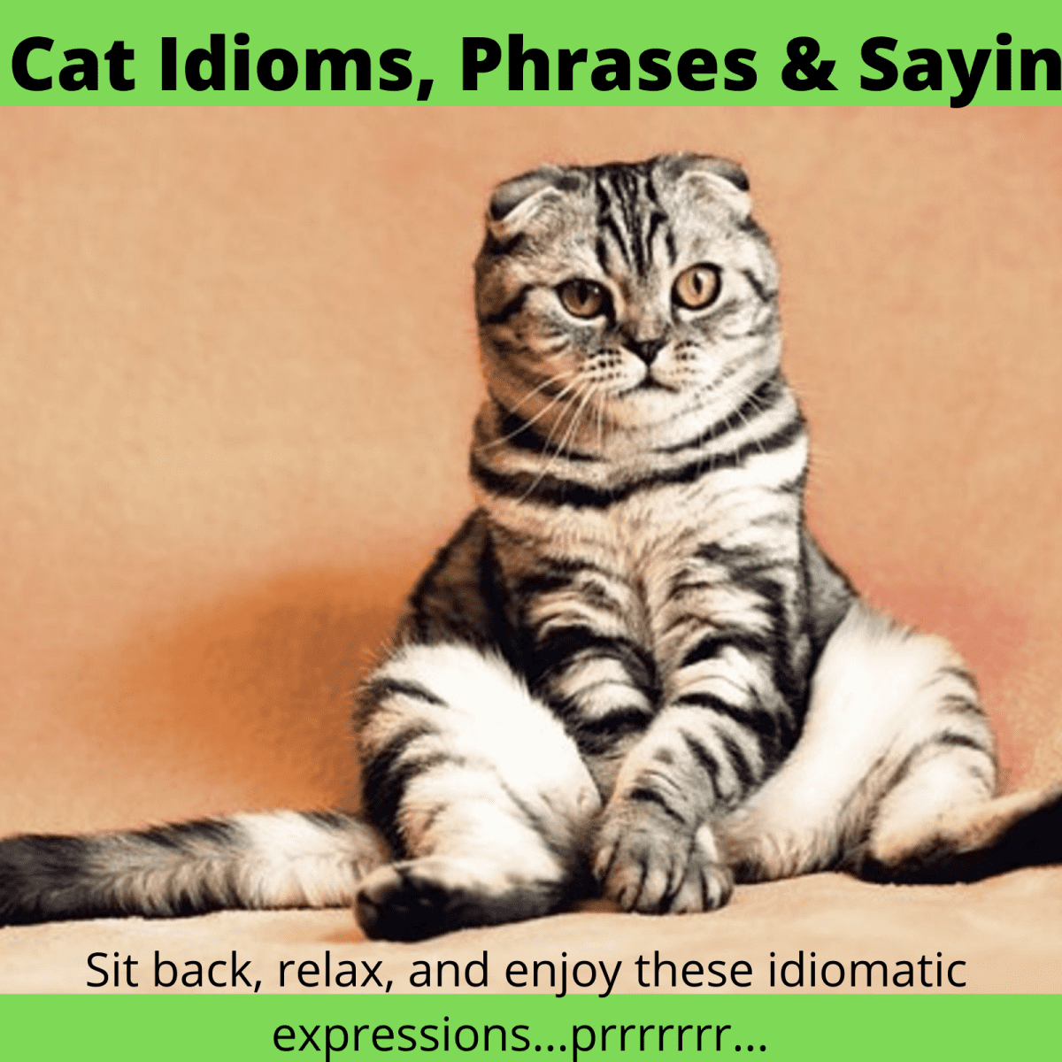23 zwierzęce idiomy i powiedzenia (z pochodzeniem i znaczeniem)