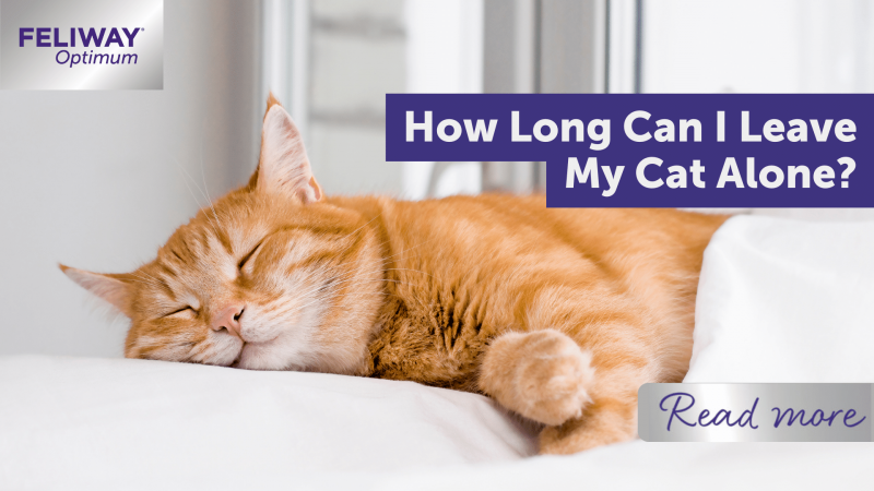 Jak długo można zostawić kota samego w domu? Najczęściej zadawane pytania i porady