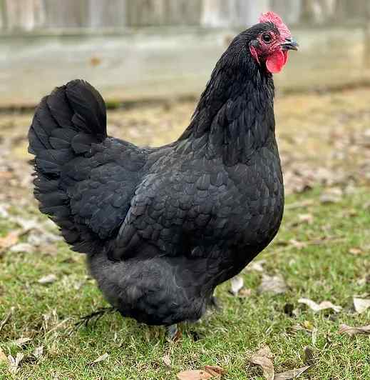 Bantam