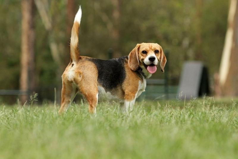 Ile kosztują beagle w 2024 roku? Przewodnik po cenach