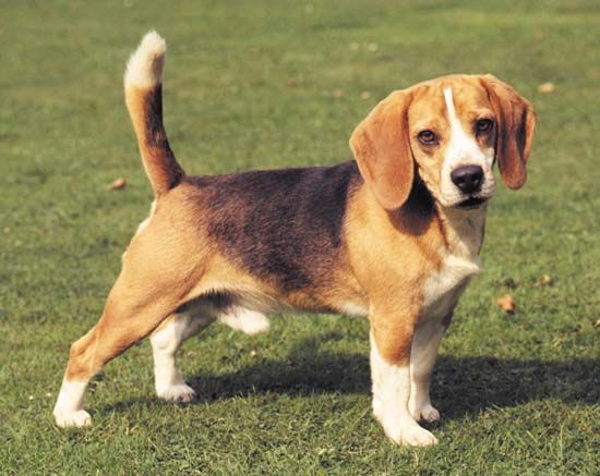 Jak brzmi szczekanie psa rasy beagle?