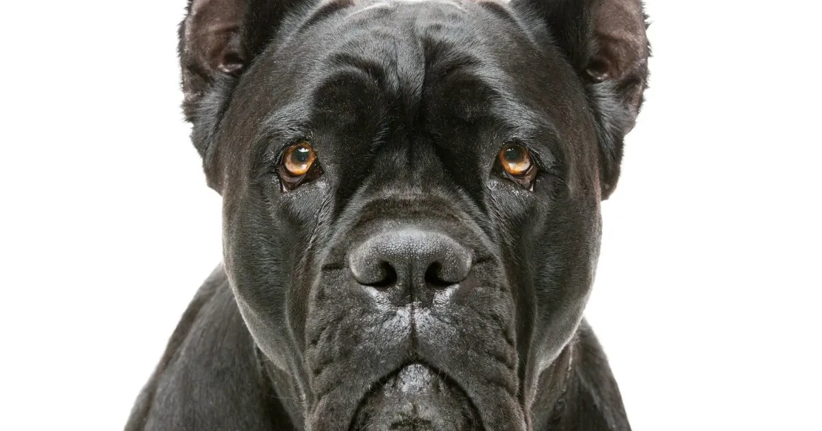 Fawn Cane Corso: Fakty, pochodzenie i historia (ze zdjęciami)