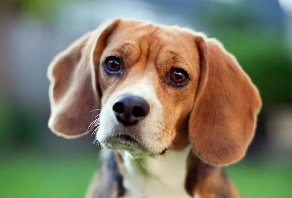 4 popularne odmiany beagle (ze zdjęciami)