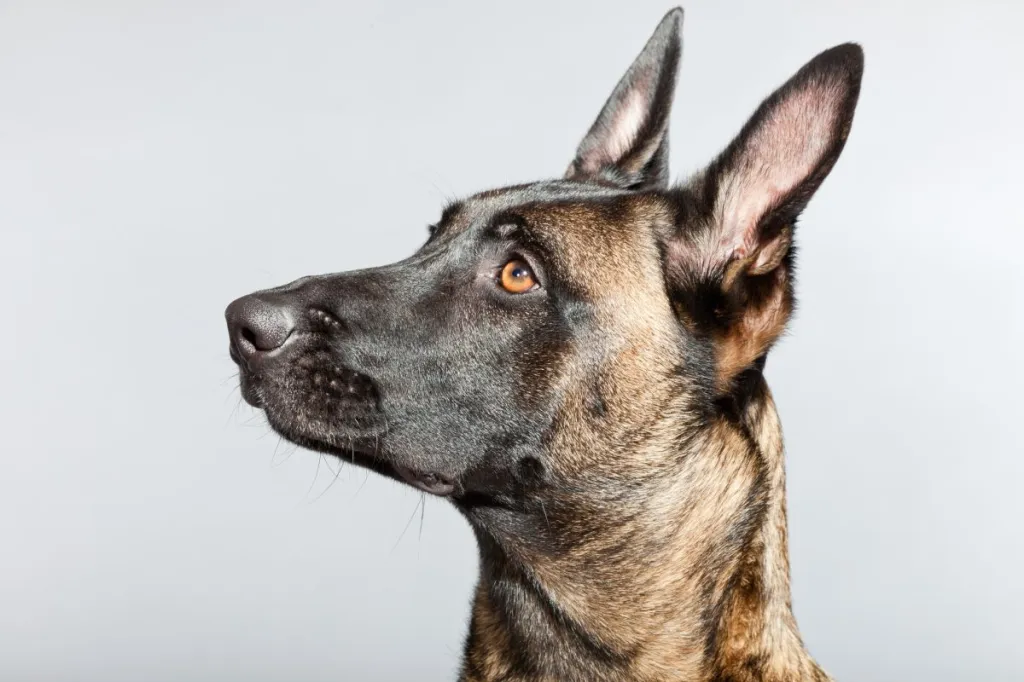 Czy wystawy psów są etyczne? Fakty i najczęściej zadawane pytania