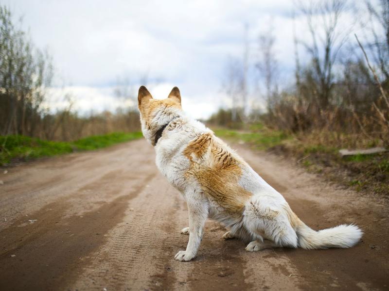 Czym są wyścigi corgi i czy są etyczne? Fascynująca odpowiedź!