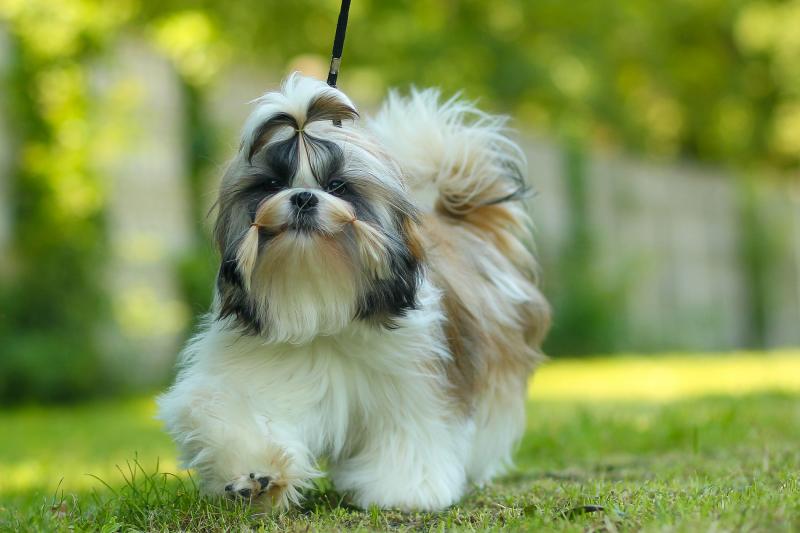 Czy shih tzu lubią dzieci?