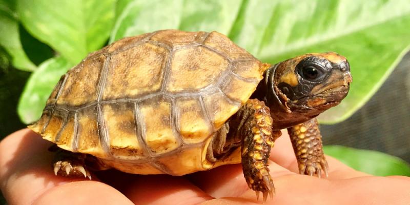 Żółwie jako zwierzęta domowe: Co należy wiedzieć przed przyjęciem żółwia do domu?