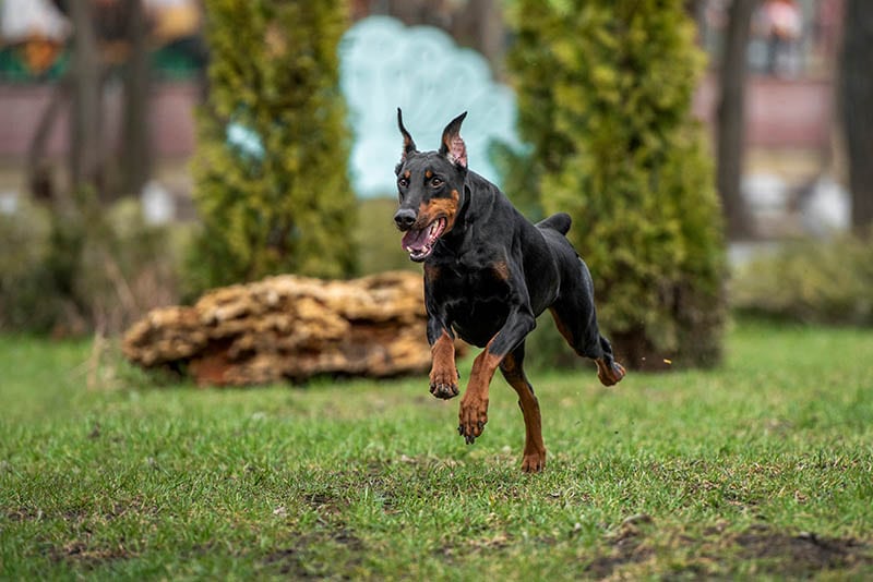 4 rzeczy, które sprawiają, że pływanie jest wyzwaniem dla dobermanów