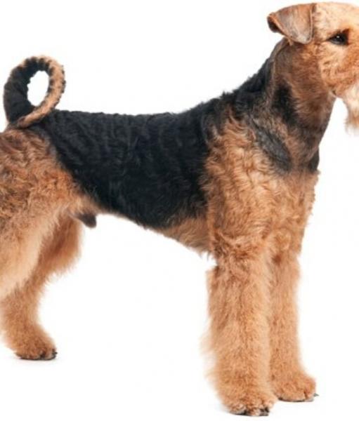 Kiedy airedale terrier przestaje rosnąć?