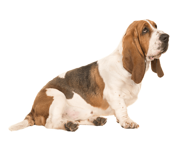 13. Dobie Basset