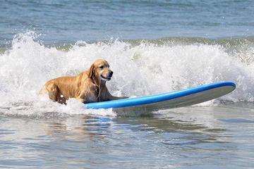 1. Plaża Północna: Położona na najbardziej wysuniętym na północ krańcu wyspy Tybee plaża North Beach jest popularnym wyborem wśród właścicieli psów. Psy mogą tu schodzić ze smyczy, więc Twój futrzany przyjaciel może swobodnie biegać i bawić się na piasku i falach. Dzięki oszałamiającym widokom na Ocean Atlantycki i dużej przestrzeni do wędrowania, North Beach jest obowiązkowym miejscem do odwiedzenia dla każdego miłośnika psów.