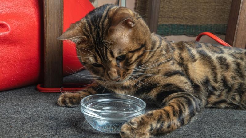 6 powodów, dla których kot nie chce pić wody z miski