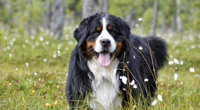 Czy berneńskie psy pasterskie ślinią się? Wyjaśnienie normalnej i nadmiernej ilości ślinienia się